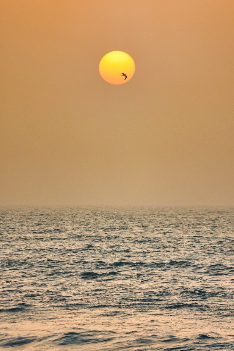 Home A bird flies across a hazy sunset over the ocean.